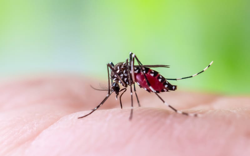 Monthly Mosquito Reduction