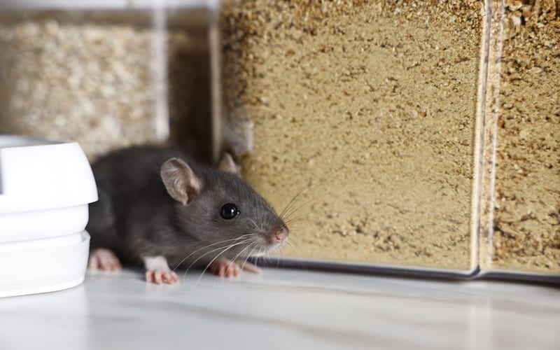 Rodent Control